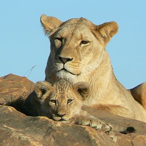 Bioparc Zoo de Doué  - Esma and Nzuri