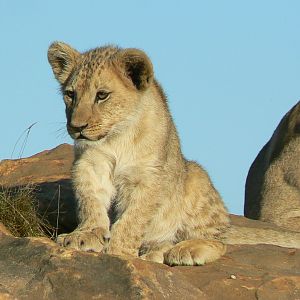 Bioparc Zoo de Doué  - Nzuri