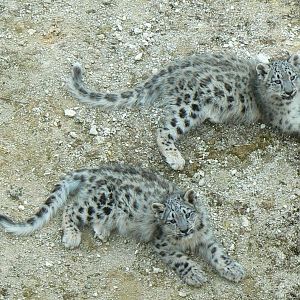 Bioparc Zoo de Doué - Snow leopard cubs