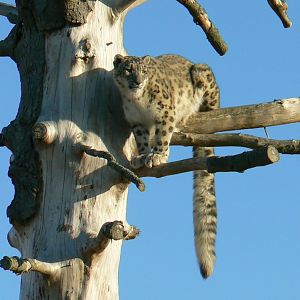 Bioparc Zoo de Doué - Snow leopard