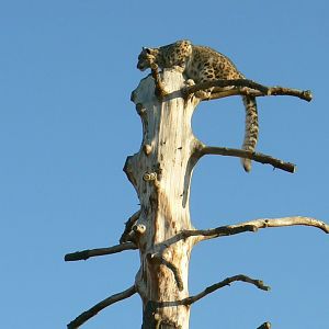 Bioparc Zoo de Doué - Snow leopard - Final stage