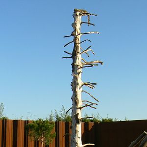 Bioparc Zoo de Doué - Snow leopard - The view is nice from there
