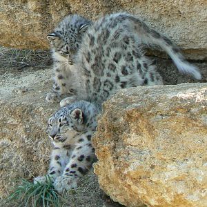 Bioparc Zoo de Doué - Snow leopard cubs exploring