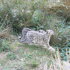 Bioparc Zoo de Doué - Snow leopard cubs exploring