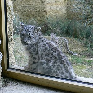 Bioparc Zoo de Doué - Snow leopard cubs watching visitors