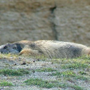 Bioparc Zoo de Doué - Alpine marmot