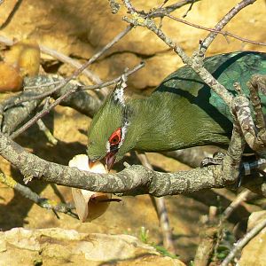 Bioparc Zoo de Doué - Dry african aviary - Livingstone's turaco eating