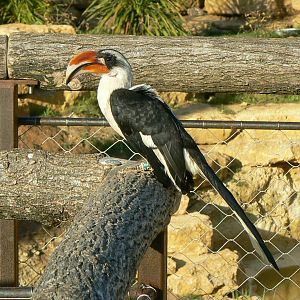 Bioparc Zoo de Doué - Dry african aviary - Von der decken hornbill