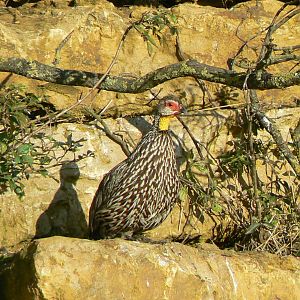 Bioparc Zoo de Doué - African dry aviary - Yellow necked francolin