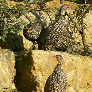 Bioparc Zoo de Doué - African dry aviary - Yellow-necked francolins