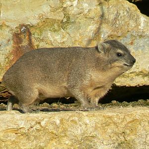 Bioparc Zoo de Doué - African dry aviary - Rock hyrax