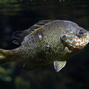 Fish ID (Zoo Leipzig)