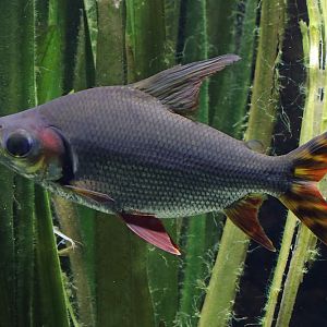Fish ID (Zoo Leipzig)