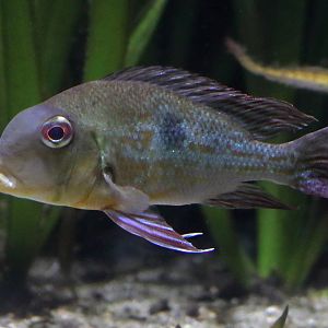 Fish ID (Zoo Leipzig)