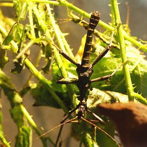 Australian (?) stick insect species at Planckendael for ID