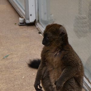 Greater Bamboo lemur (Prolemur simus)
