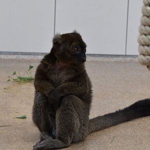 Greater Bamboo lemur (Prolemur simus)
