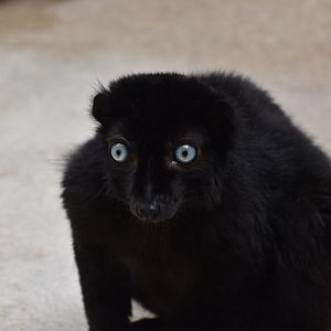 Blue-eyed black lemur (Eulemur flavifrons) male