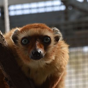 Blue-eyed black lemur (Eulemur flavifrons) female