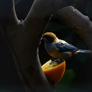 Burnished-buff tanager