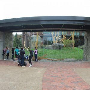 Lion Exhibit (East Side) - Pepper Family Wildlife Center