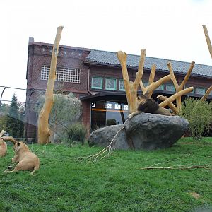 Lion Exhibit (East Side) - Pepper Family Wildlife Center