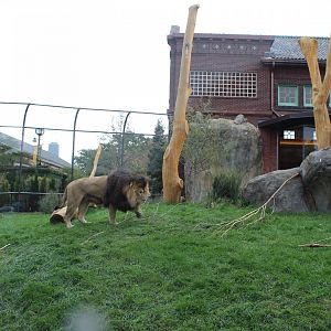 Lion Exhibit (East Side) - Pepper Family Wildlife Center