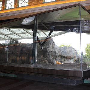 Lion Exhibit Viewing (East Side) - Pepper Family Wildlife Center