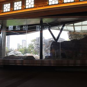 Lion Exhibit Viewing (West Side) - Pepper Family Wildlife Center