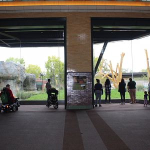 Lion Exhibit Viewing (East Side) - Pepper Family Wildlife Center