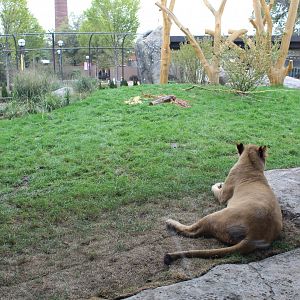 Lion Exhibit (East Side) - Pepper Family Wildlife Center