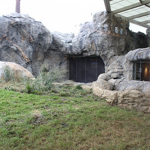Lion Exhibit (West Side) - Pepper Family Wildlife Center