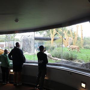 Lion Exhibit (East Side) - Pepper Family Wildlife Center