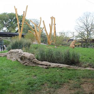Lion Exhibit (East Side) - Pepper Family Wildlife Center