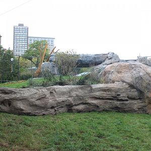 Lion Exhibit (West Side) - Pepper Family Wildlife Center