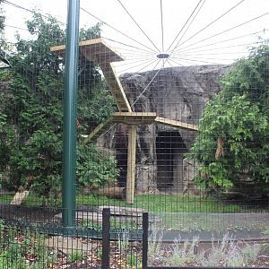 Canada Lynx Exhibit #1 - Pepper Family Wildlife Center