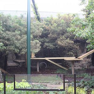 Canada Lynx Exhibit #2 - Pepper Family Wildlife Center