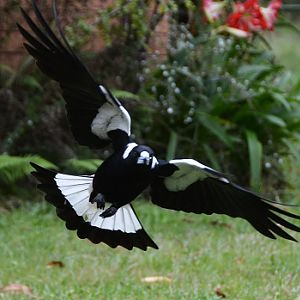 Magpie.