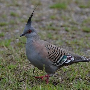 Crested pigeon.