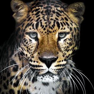Feb. 2021 - Congo Expedition - African Leopard