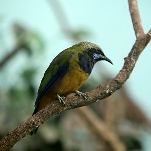 Greyish-crowned Leafbird (Chloropsis lazulina)