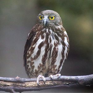 Brown Hawk-owl (Ninox scutulata)