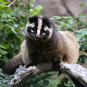 Masked Palm Civet (Paguma larvata)