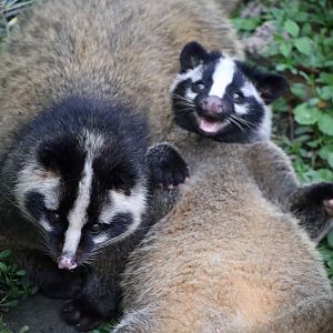 Masked Palm Civet (Paguma larvata)