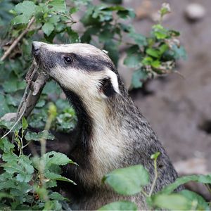 Asian Badger (Meles leucurus)
