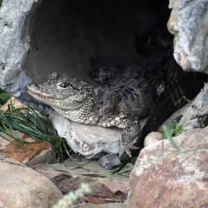 Chinese Alligator