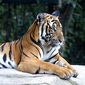 South China Tiger