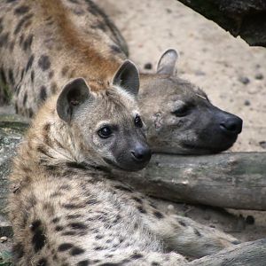 Spotted Hyena, Mom and Daughter