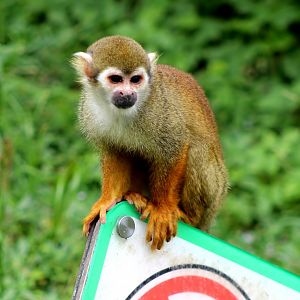 Common Squirrel Monkey