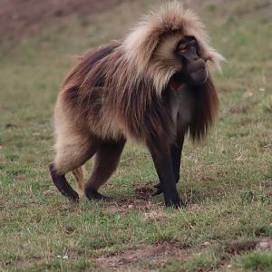 Gelada - 10 September 2021